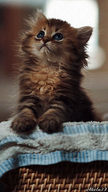 cute kitties gif|More.